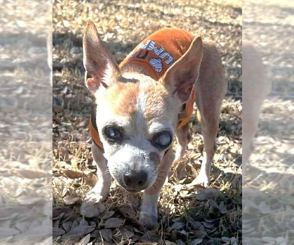 Medium Photo #3 Chihuahua Puppy For Sale in Boonton, NJ, USA