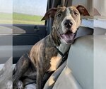 Small #3 American Pit Bull Terrier Mix
