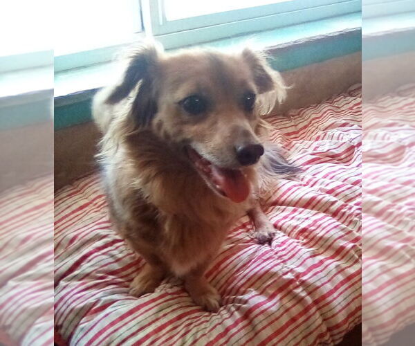 Medium Photo #10 Dachshund-Unknown Mix Puppy For Sale in Apple Valley, CA, USA