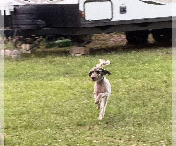 Medium Photo #7 Poodle (Standard)-Unknown Mix Puppy For Sale in Valrico, FL, USA