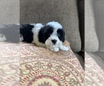 Small Photo #2 Cavapoo Puppy For Sale in RICHMOND, IL, USA
