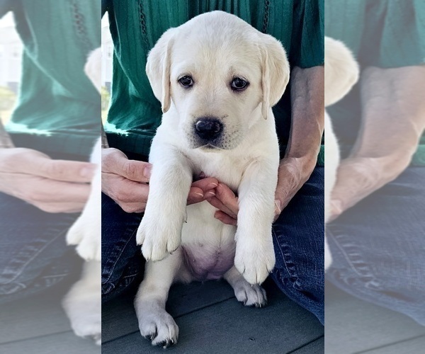 Medium Photo #3 Labrador Retriever Puppy For Sale in AURORA, CO, USA