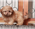 Small #1 Shih Tzu