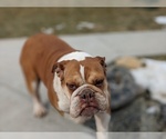 Small Photo #6 Bulldog Puppy For Sale in COCHRANVILLE, PA, USA