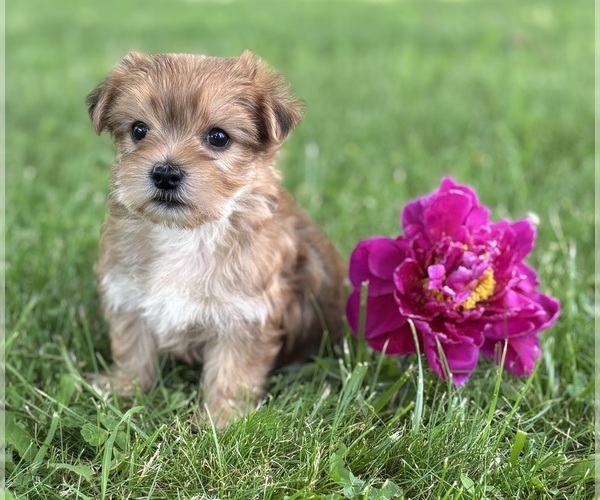 Medium Photo #1 Morkie Puppy For Sale in ROCK STREAM, NY, USA