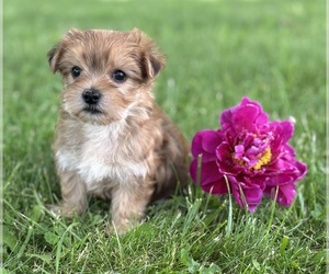 Morkie Puppy for sale in ROCK STREAM, NY, USA