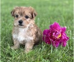 Image preview for Ad Listing. Nickname: Brookie