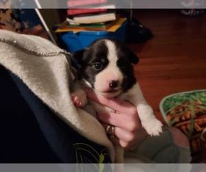 Jack-Rat Terrier Puppy for sale in PADUCAH, KY, USA