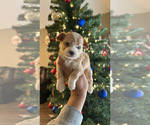 Small Photo #6 Maltipoo Puppy For Sale in EL PASO, TX, USA