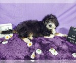 Small Photo #61 Bernedoodle-Poodle (Toy) Mix Puppy For Sale in BLACK FOREST, CO, USA