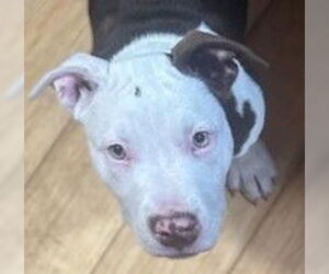 American Pit Bull Terrier-Unknown Mix Dogs for adoption in Berlin, MD, USA