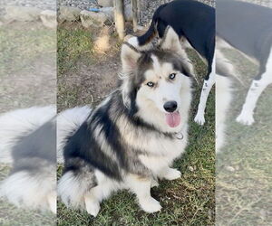 Alaskan Malamute Dogs for adoption in San Diego, CA, USA