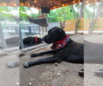 Small #1 Great Dane