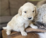 Small Photo #2 Golden Retriever Puppy For Sale in FORDLAND, MO, USA