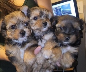 Yorkshire Terrier Puppy for Sale in CO SPGS, Colorado USA