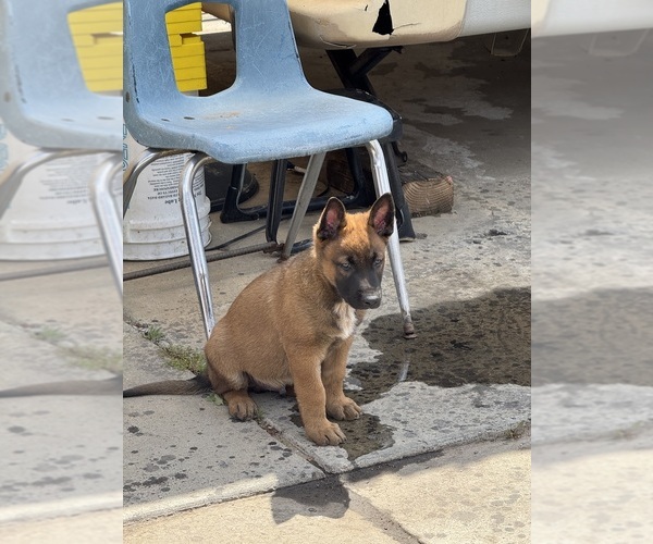 Medium Photo #4 Malinois Puppy For Sale in MADERA, CA, USA