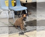Small #3 Malinois