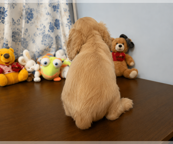 Medium Photo #3 Cocker Spaniel Puppy For Sale in DURHAM, CT, USA