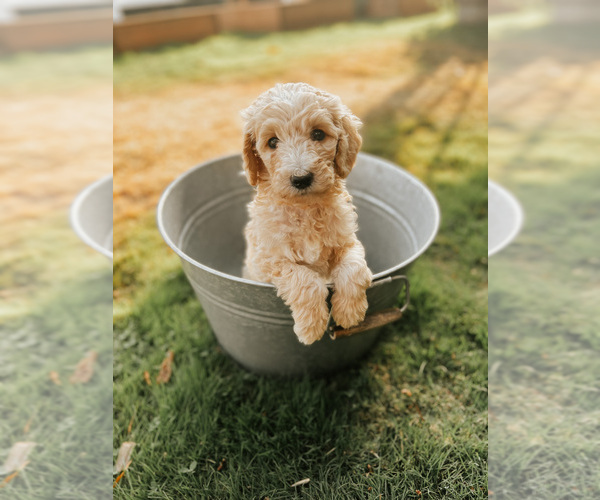 Medium Photo #1 Goldendoodle Puppy For Sale in FERNDALE, WA, USA