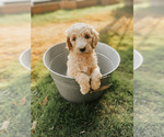 Small Photo #1 Goldendoodle Puppy For Sale in FERNDALE, WA, USA