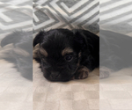 Small #3 Morkie