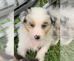 Small Photo #3 Aussiedoodle Puppy For Sale in WEATHERFORD, TX, USA