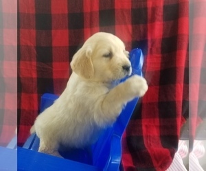 English Cream Golden Retriever Puppy for sale in NORWOOD, MO, USA