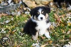 Small Photo #9 Miniature Australian Shepherd Puppy For Sale in OAKLEY, KS, USA