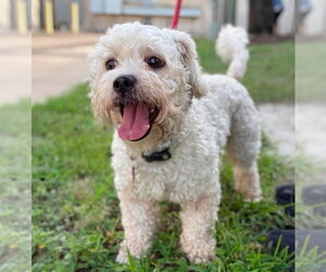 Maltese-Unknown Mix Dogs for adoption in Lakewood, CO, USA