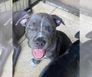 American Pit Bull Terrier-American Staffordshire Terrier Mix Dogs for adoption in Wenonah, NJ, USA