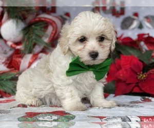 Coton de Tulear Puppy for sale in LANCASTER, PA, USA