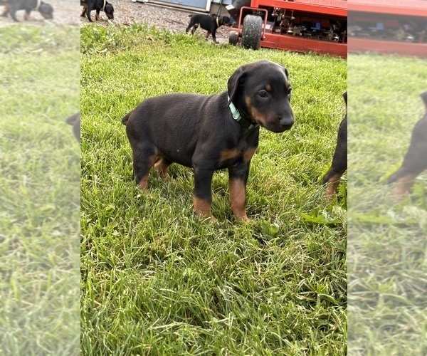 Medium Photo #25 Doberman Pinscher Puppy For Sale in WESTON, WI, USA