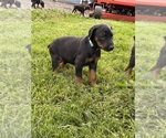 Small #4 Doberman Pinscher