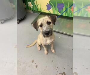 Border Terrier-Unknown Mix Dogs for adoption in Waco, TX, USA