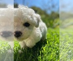 Small Photo #2 Bichon Frise Puppy For Sale in MONTECITO, CA, USA