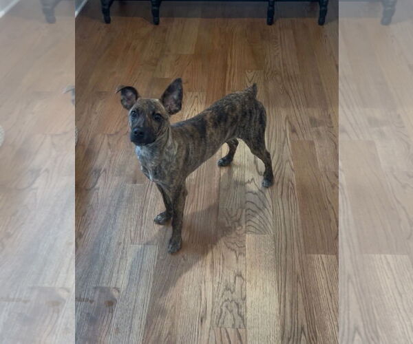 Medium Photo #8 Chihuahua-Feist Terrier Mix Puppy For Sale in Westwood, NJ, USA