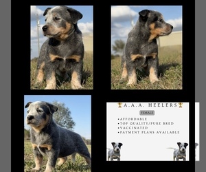 Australian Cattle Dog Puppy for sale in ZOLFO SPRINGS, FL, USA