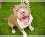 Small Photo #2 American Staffordshire Terrier Puppy For Sale in Tallahassee, FL, USA