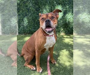 Boxer-Unknown Mix Dogs for adoption in Naples, FL, USA