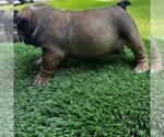 Small Photo #16 Bulldog Puppy For Sale in STOCKBRIDGE, GA, USA