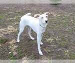 Small Photo #10 Labrador Retriever-Whippet Mix Puppy For Sale in Oakhurst, NJ, USA