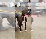 Small #7 Boxer Mix