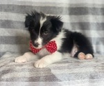 Small Photo #9 Border Collie Puppy For Sale in LAKELAND, FL, USA