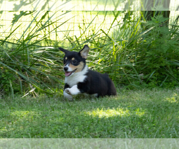 Medium Photo #12 Pembroke Welsh Corgi Puppy For Sale in NEW DOUGLAS, IL, USA