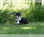 Small Photo #12 Pembroke Welsh Corgi Puppy For Sale in NEW DOUGLAS, IL, USA