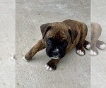 Small Photo #16 Boxer Puppy For Sale in COWETA, OK, USA