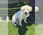 Small #1 Mutt