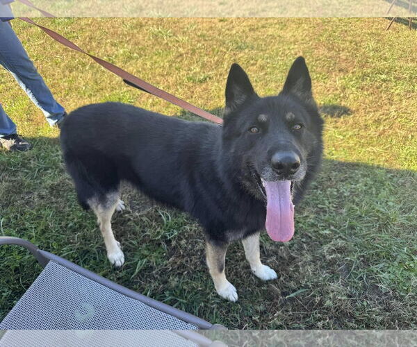 Medium Photo #1 German Shepherd Dog-Unknown Mix Puppy For Sale in Millersville, MD, USA