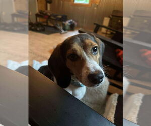 Beagle-Unknown Mix Dogs for adoption in Westwood, NJ, USA