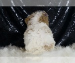 Small #5 Maltipoo